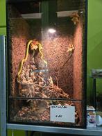 terrarium, Dieren en Toebehoren, Reptielen en Amfibieën | Toebehoren, Ophalen, Zo goed als nieuw, Terrarium of Paludarium