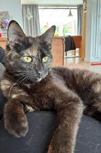 Cindy speciaal poesje 1 jaar, Poes, Kortharig, 0 tot 2 jaar