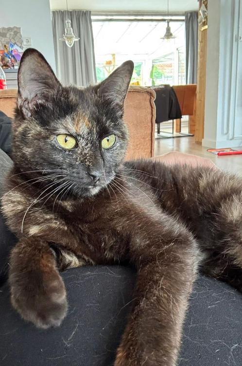 Cindy speciaal poesje 1 jaar, Dieren en Toebehoren, Katten en Kittens | Overige Katten, Kortharig, Poes, 0 tot 2 jaar