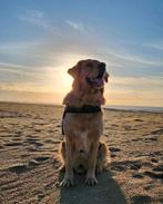 Golden Retriever dekreu/breeding, Dieren en Toebehoren, Honden | Dekreuen, Particulier, 3 tot 5 jaar, Reu, Nederland