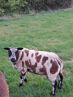 Luxe bonte rammen lammeren ramlammeren dekrammen dek, Mannelijk, Schaap, 0 tot 2 jaar