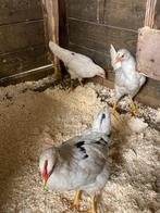 Te koop 1 haan met 2 hennen witte legkippen, Dieren en Toebehoren, Pluimvee, Vrouwelijk, Kip