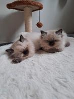 Ragdoll kittens ️, Meerdere dieren, Ontwormd, 0 tot 2 jaar