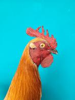 Een prachtige opgezette haan!, Ophalen of Verzenden, Nieuw, Boerderijdier, Opgezet dier