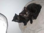 Britse korthaar kruising kittens katers> drager van DBE gen, Dieren en Toebehoren, Kater, Ontwormd, 0 tot 2 jaar