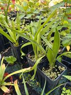 Jonge palmen, Minder dan 100 cm, Zomer, Palmboom, Ophalen