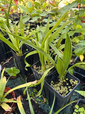 Jonge palmen beschikbaar voor biedingen