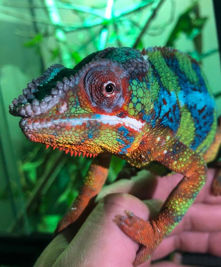 Kameleon - Panterkameleon - Furcifer pardalis - Ambilobe