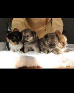 Pomsky pups te koop, Dieren en Toebehoren, Honden | Poolhonden, Keeshonden en Oertypen, Overige rassen, CDV (hondenziekte), 8 tot 15 weken