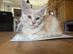 Laatste!! Mooie main coon kitten met stamboom, Dieren en Toebehoren, Katten en Kittens | Raskatten | Langhaar, Meerdere dieren