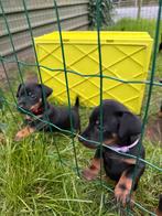 Prachtige Jack Russel pups Black en Tan, Dieren en Toebehoren, Honden | Jack Russells en Terriërs, Jack Russell Terriër, 8 tot 15 weken
