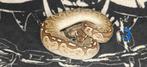 8.0 ball python nakweek 2025 30€ stuk, Dieren en Toebehoren, Reptielen en Amfibieën, Slang, Tam, 0 tot 2 jaar