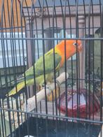 Fischerie donker groene opaline, Dieren en Toebehoren, Meerdere dieren, Dwergpapegaai of Agapornis