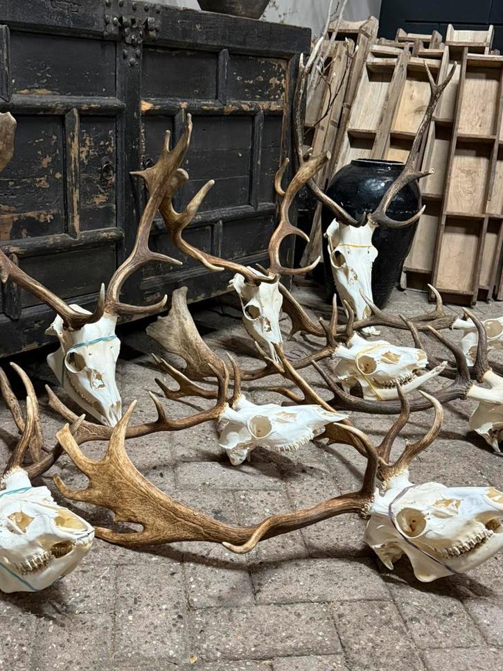 Gewei Edelhert en Damhert hert Hertengewei met schedel, Verzamelen, Dierenverzamelingen, Nieuw, Gewei of Kop, Hert, Ophalen