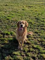 FCI Stamboom + volledig geteste; Dekreu Golden Retriever, Dieren en Toebehoren, Reu, CDV (hondenziekte), 1 tot 2 jaar, Eén hond