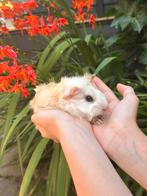 Super lief jong Cavia beertje (Muis) zoekt gouden huisje!, Cavia, Juni, Mannelijk, Tam