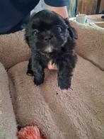 mooie boomer shih-tzu pups, Dieren en Toebehoren, Parvo, Overige rassen, 8 tot 15 weken, Meerdere