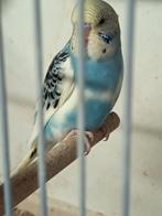 Mooie jonge grasparkiet net uit het blok, Dieren en Toebehoren, Mannelijk, Parkiet