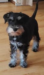 Dwerg miniatuur Schnauzer, Dieren en Toebehoren, Honden | Niet-rashonden, Rabiës (hondsdolheid), 15 weken tot 1 jaar, Teef, Eén hond