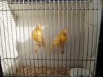 kanaries, Dieren en Toebehoren, Meerdere dieren, Kleurkanarie