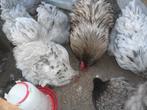 t.k.broedeieren Orpington groot Splash, Dieren en Toebehoren, Pluimvee, Geslacht onbekend, Kip
