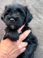 Tibetaanse Terrier pups, Dieren en Toebehoren, Overige rassen, 8 tot 15 weken, CDV (hondenziekte), Meerdere