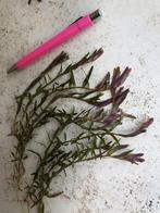 Aquariumplanten - Rotala Blood Red, Dieren en Toebehoren, Vissen | Aquaria en Toebehoren, Ophalen of Verzenden, Nieuw, Plant(en), Steen of Hout