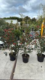 Ilex nellie R stevens hoog 125 grote pot vol bessen, Vaste plant, Halfschaduw, Herfst, Ophalen