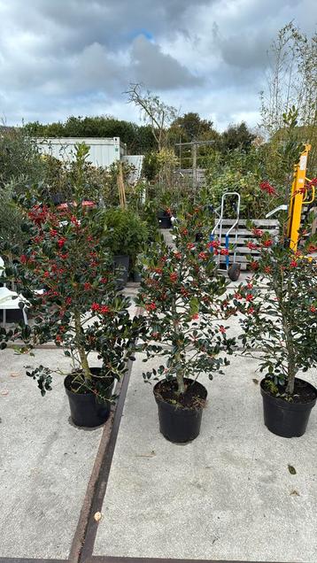 Ilex nellie R stevens hoog 125 grote pot vol bessen beschikbaar voor biedingen