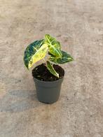 Alocasia nairobi nights aurea variegata, Huis en Inrichting, Ophalen of Verzenden, Halfschaduw, Minder dan 100 cm