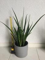 Sansevieria kamerplanten, Huis en Inrichting, Kamerplanten, Ophalen, Overige soorten, In pot, Minder dan 100 cm