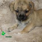 Stoere kleine boomer pups., Nederland, Overige rassen, 8 tot 15 weken, CDV (hondenziekte)