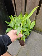 bananenplant, Musa Basjoo, Halfschaduw, Zomer, Ophalen of Verzenden, Overige soorten