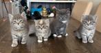 4 kittens te koop, Poes, Met stamboom, 0 tot 2 jaar
