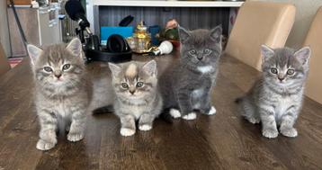 4 kittens te koop beschikbaar voor biedingen