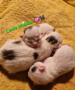 Lieve mooie kittens, Dieren en Toebehoren, Katten en Kittens | Raskatten | Langhaar, Kater, Ontwormd