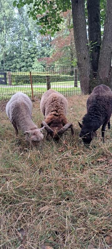 Ouessant stamboek schapen  beschikbaar voor biedingen