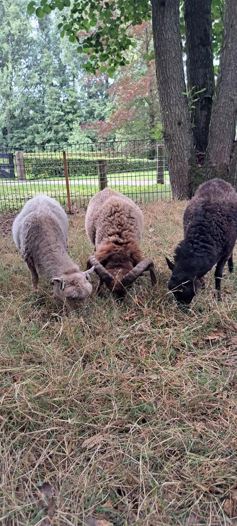 Ouessant stamboek schapen, Dieren en Toebehoren, Schapen, Geiten en Varkens, Schaap, Vrouwelijk