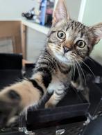 Kittens Heilige Birmaan x Europese korthaar, Dieren en Toebehoren, Kater, Ontwormd