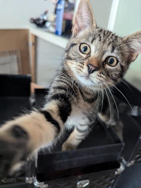 Kittens Heilige Birmaan x Europese korthaar, Dieren en Toebehoren, Katten en Kittens | Raskatten | Korthaar, Kater, Ontwormd