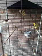 Kanaries, Dieren en Toebehoren, Meerdere dieren, Kleurkanarie