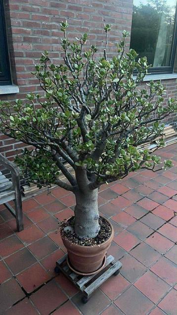 Crassula ovata - jadeplant - geldboom beschikbaar voor biedingen