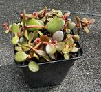 Stekken Crassula Ovata 'Minima' Vetplant, Volle zon, Vaste plant, Bloeit niet, Ophalen