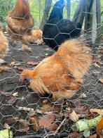 Zijdehoen haan, Dieren en Toebehoren, Mannelijk, Kip