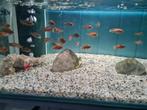 Labidochromis Hongi Red Top Sweden Malawi Cichliden, Vis, Zoetwatervis