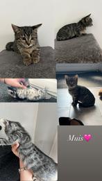 MOGEN VANDAAG WEG! Lieve bengaal kittens!, Dieren en Toebehoren, Katten en Kittens | Overige Katten, Meerdere dieren