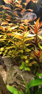 Ludwigia Repens ‘Diamond Red’, Vis, Zoetwatervis, Schoolvis