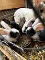Duitse reus konijn, Dieren en Toebehoren, Knaagdieren, Juni, Meerdere dieren, Hamster