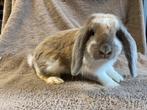 Lieve NHD ram, Dieren en Toebehoren, Konijnen, Mannelijk, Dwerg