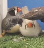 Zebravink koppel zwartwang en maskergrijs, Dieren en Toebehoren, Meerdere dieren, Tropenvogel, Geringd